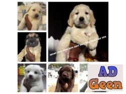 used So super quality puppys 7090004941 for sale 